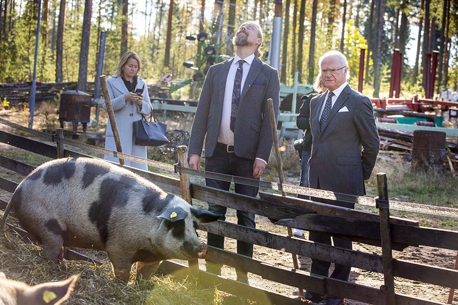 Drottning Silvias mysiga gos med en jättegris