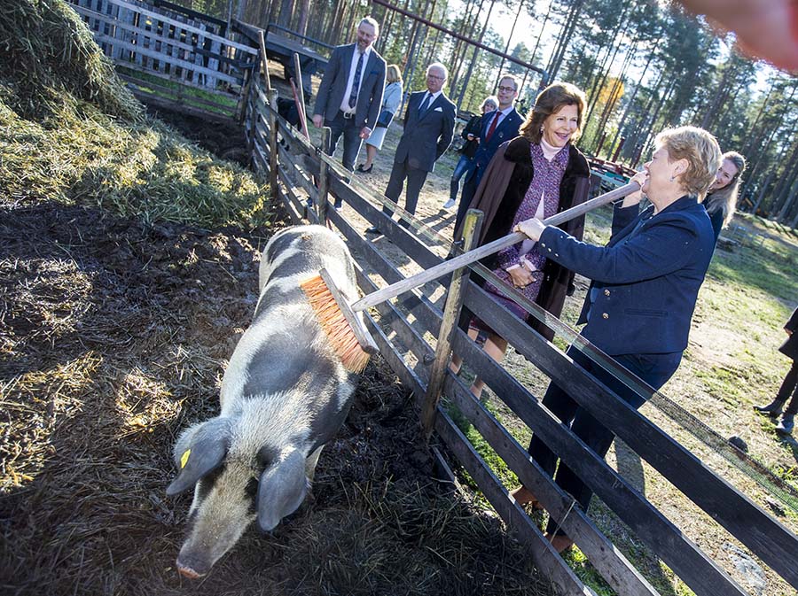 Drottning Silvias mysiga gos med en jättegris