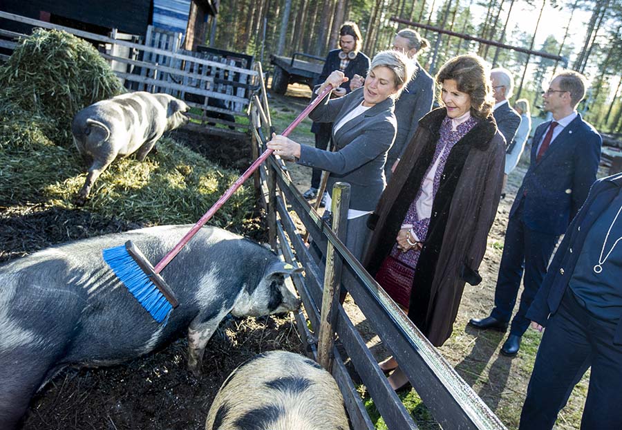 Drottning Silvias mysiga gos med en jättegris