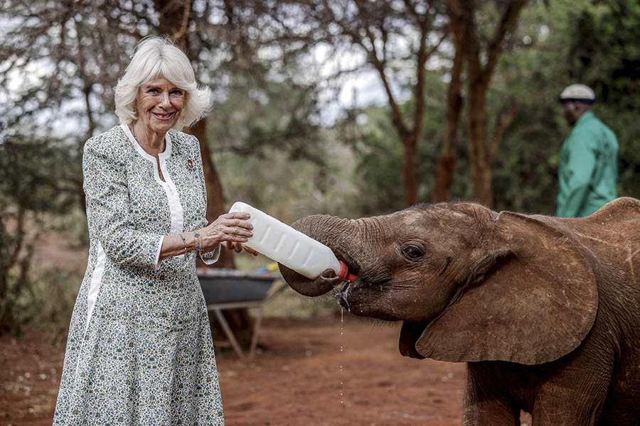 Kung Charles och Camillas spännande statsbesök i Afrika