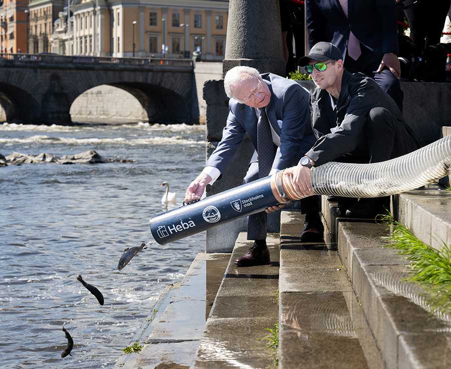 Dags för lax – kungens oväntade fiskäventyr mitt i stan